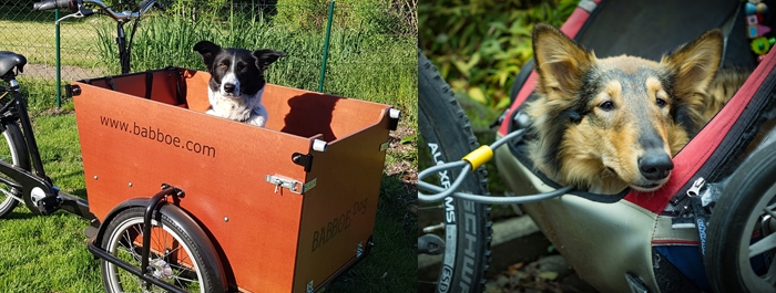 Accessoires pour faire du vélo avec votre chien